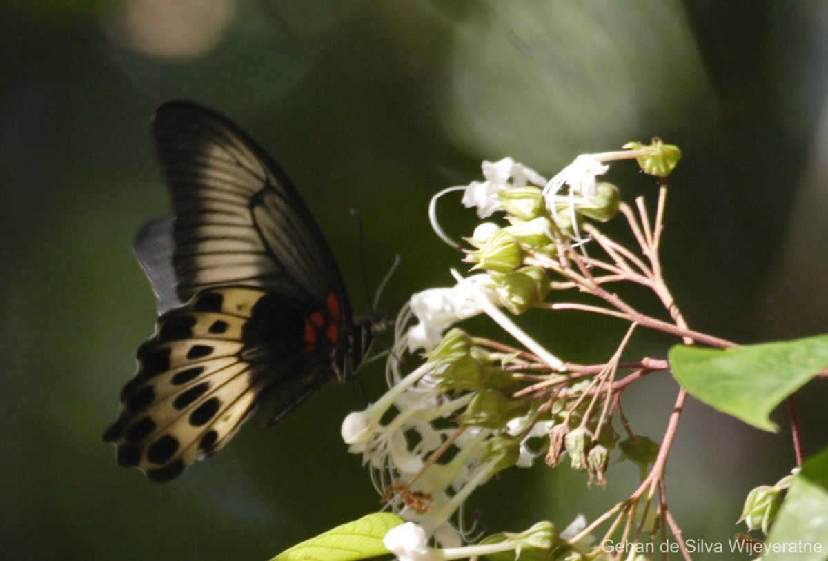 Papilio polymnestor Cramer, 1775